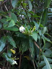 Mesechites trifidus