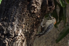Melanerpes rubricapillus