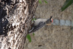 Melanerpes rubricapillus