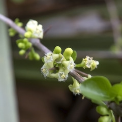 Canthium coromandelicum