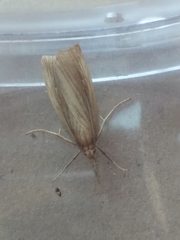 Chilo phragmitella
