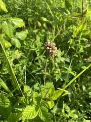 Allium