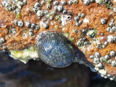 Nerita funiculata