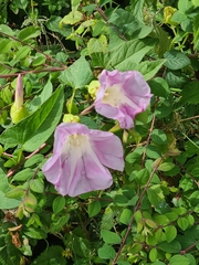 Calystegia × pulchra