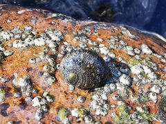 Nerita funiculata