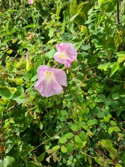Calystegia × pulchra