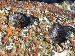 Nerita funiculata