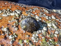 Nerita funiculata