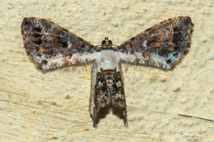 Europlema