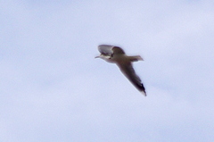 Larus canus