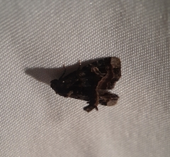 Homophoberia apicosa