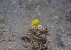 Lubricogobius exiguus