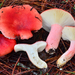 Redhead Russula - Photo (c) Christian Schwarz, some rights reserved (CC BY-NC), uploaded by Christian Schwarz