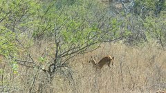 Tetracerus quadricornis