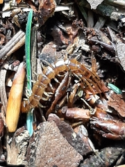 Lithobius