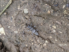 Acanthocinus griseus