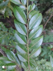 Diospyros buxifolia