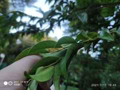 Diospyros buxifolia
