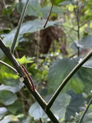 Helicorthomorpha