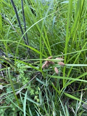 Bolboschoenus robustus