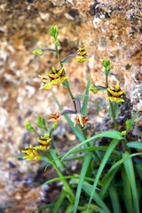 Epipactis veratrifolia