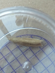 Chilo phragmitella