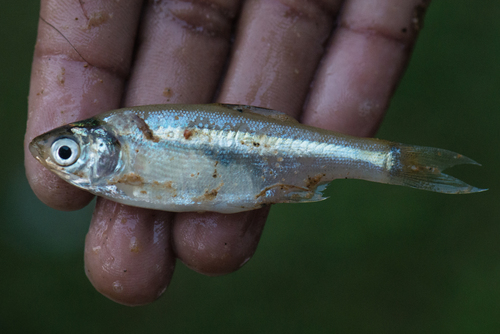 Género Amblypharyngodon · NaturaLista Mexico