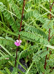 Astragalus himalayanus