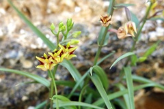 Epipactis veratrifolia