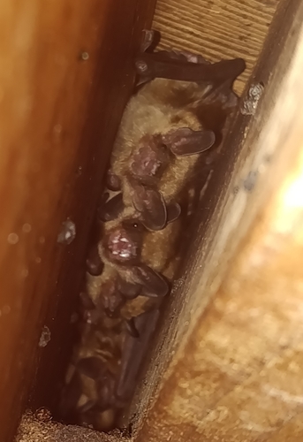 Big Brown Bat photographed in South Dakota