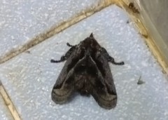 Phocoderma velutina