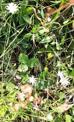 Stellaria graminea