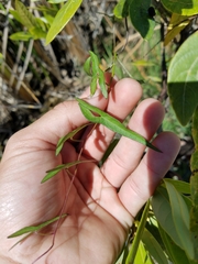 Ipomoea sagittata
