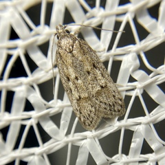 Acantholena siccella