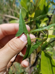 Ipomoea sagittata