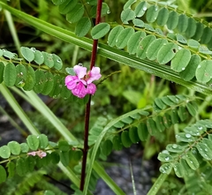 Astragalus himalayanus