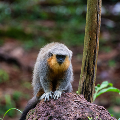 Plecturocebus moloch