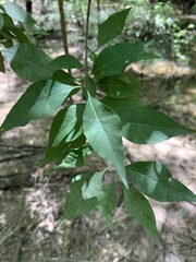 Forestiera acuminata