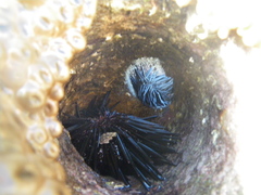 Stomopneustes variolaris