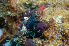 Helcogramma striata