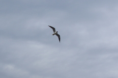 Chroicocephalus ridibundus