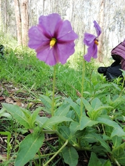 Lycianthes moziniana