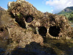 Stomopneustes variolaris