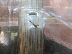 Pseudobissetia terrestrellus