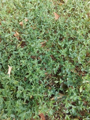 Polygonum