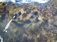 Stomopneustes variolaris