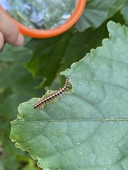 Helicorthomorpha
