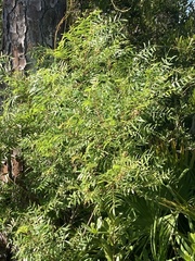 Rhus copallina image