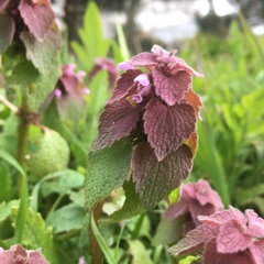 Lamium purpureum purpureum