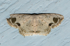 Scopula butleri